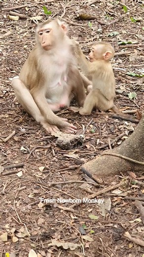 OMG Jodi look so good, Jody clean skin mom Jullie | Fresh Newborn Monkey