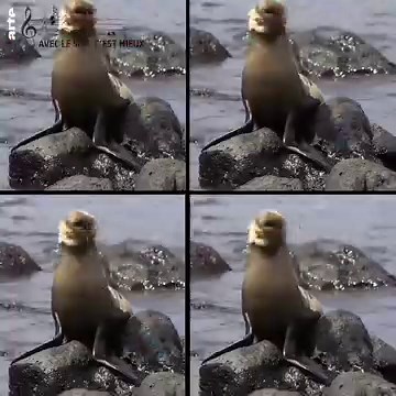 Vous êtes déprimés car c’est la fin du week-end ? Pas de stress, prenez exemple sur les animaux d’ Invitation Au Voyage / Stadt Land Kunst ✌🐢🐠 ➡ bit.ly/Invitation_au_voyage | ARTE