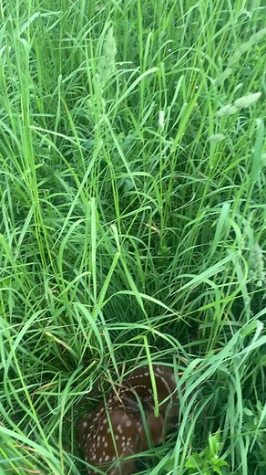 Baby Deer Calling for Mom - Heartwarming Moment Caught on Camera