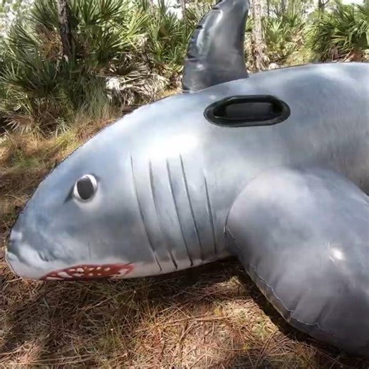 Great White Shark Inflation