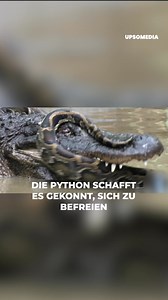 55K views · 145 reactions | Ein epischer Kampf zwischen diesen beiden Raubtieren, um zu sehen, wer der Stärkste ist, und der Ausgang dieser Konfrontation wird zeigen, wie gefährlich diese riesigen Kreaturen sind | Der Kiwi | Facebook