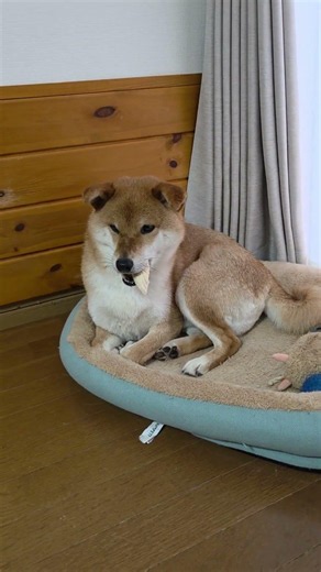 フリーズドライささみを、左右の歯をバランスよく使って食べる犬 #shibainu #柴犬 #垂れ耳