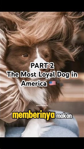 Shep: The Dog Who Never Stopped Waiting 🐕🚂