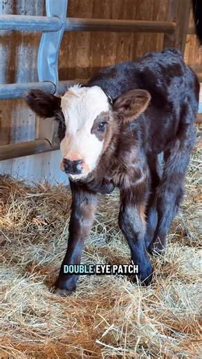 The 2 new heifer calves need names!🥹🐮💕 | Katie Van Slyke