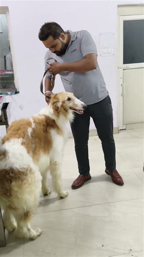 dog 🐕 basic 🧼 grooming 🧼🧼🧼🧼🧼🧼🧼🧼 🧼🧼🧼🥰