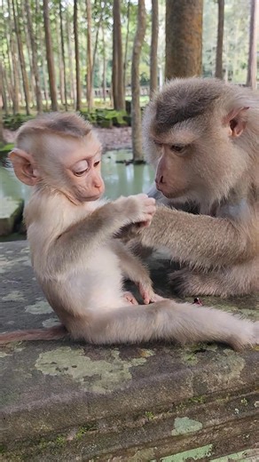 Nice Monkey playing so happy on stone YT6 #reels #monkey #animal #wildlife #baby #viral #cute | W&v