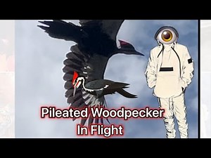 Pileated Woodpecker In Flight