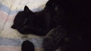 18K views · 813 reactions | Did you know that every tiny kitten in...