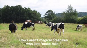 Despite popular myth, cows don't automatically produce milk. Like humans and other mammals, they must be pregnant or nursing their young to lactate.⁣ And in order to take their milk, we have to take away their calves. Cows aren't magical, milk-making machines. They're moms. Compassionate choices are limitless—try a new milk: http://bit.ly/TryANewMilk #MothersDay | Farm Sanctuary