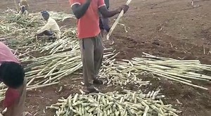 23K views · 233 reactions | Manual Planting and sowing seeds | Farming Techniques And Cultivation | My Nature India Foundation | Facebook