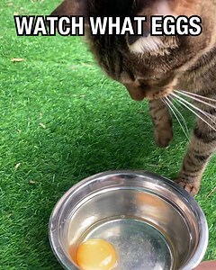 4.2K views · 5.1K reactions | ✨ Transform Your Cat's Health with a...
