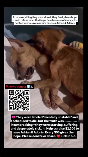 Even $50 can bring us closer to the treatment that will save their lives.Please,share and donate🙏