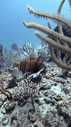 This beautiful lionfish do not belong here, but they do belong in the ecosystem somewhere in the world. Just not where it is invasive! We only remove them in areas where they are a problem, such as the Caribbean and all around Florida amongst other places! Follow us on Lionfish Extermination Corp and join us exploring the ocean and removing these devastating fish! ##lionfishhunting##lionfish##showusyourzk##lionfishexterminationcorp##lionfishmukbang##floridaman##invasivespecies##spearfishing##sha