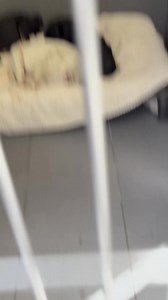 Volume *down* if you don’t want to get your dogs all wound up! 😅 Lab mixes, Aussie mixes, Shepherd mixes, Mastiff mixes…OH MY! Come pick out your favorite snuggle buddy to get ready for cooler weather! | Jackson County Animal Shelter and Animal Control