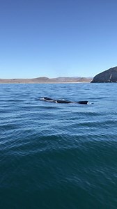 Whale watching at Punta Lobos Beach, today’s video! | Playa Punta Lobos BCS