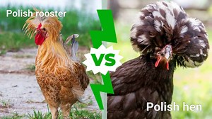 Polish Hen vs. Rooster: What Are The Differences?