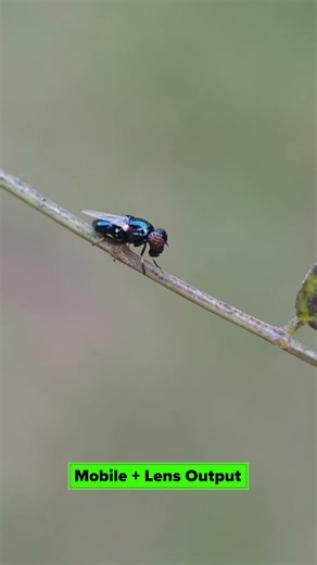 Mobile Macro Photography Tips and Tricks Using Lens - 11