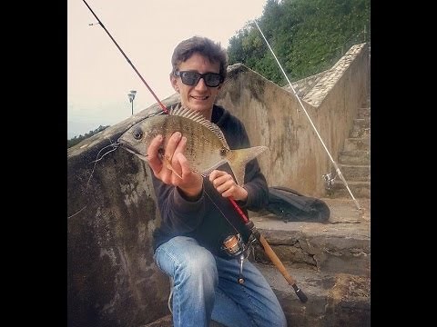 PECHE BAR, SAR, VIEILLE, MULET EN ROCKFISHING