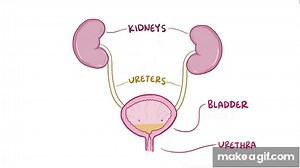 Bladder Expands on Make a GIF