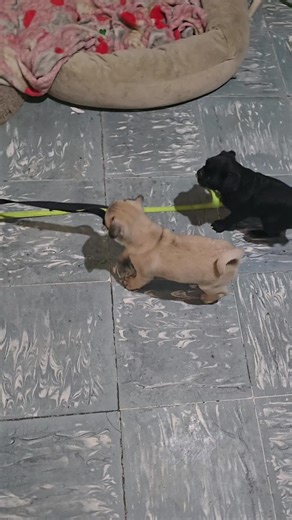 Cachorros Pug: La Aventura de los Pequeños