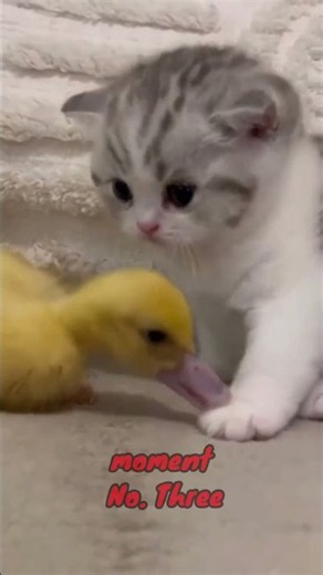 4 Adorable Cat & Duck Moments! 😺🦆💝. #trending #cat #duck #shortvideo