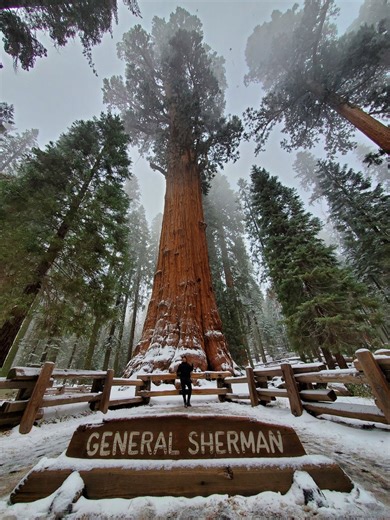19K views · 73 reactions | This is a 275 foot high Sequoia tree known as the General Sherman Tree. Located inside Sequoia National Park, it is easy to hike to. During the winter months, the entire area is an absolute wonderland! Would you like to check this place out? Location details and info: https://thenatureseeker.com/10-best-things-to-do-in-sequoia-national-park-in-one-day/ #sequoianationalpark #sequoia #NationalParks #WinterWonderland #hikingtrails | The Nature Seeker | Facebook
