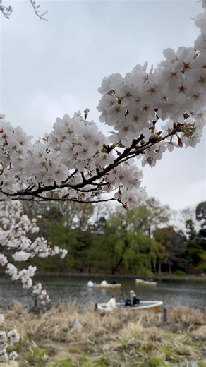 Current 2026 cherry blossom forecast for Tokyo. #CherryBlossom #sakura #japan #park #pond | Tokyo pearl