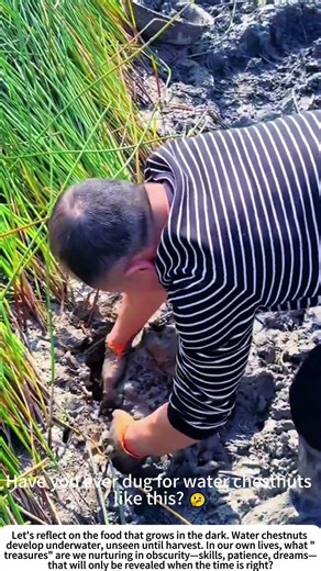 Treasure in the Mud: Hand-Harvesting Water Chestnuts 🍠