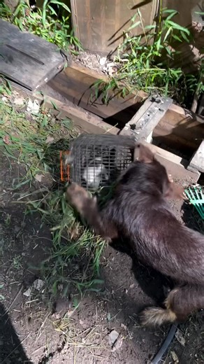 #jagddog #jagdlove #jagd #jagdterrier #puppylove #puppylife #jagdhund #jagdalpur #dog #doglover #doglife #funny | Jagd Terrier Lover