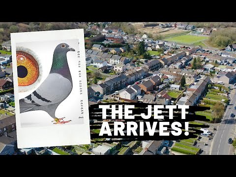 C. B. and C. Harris Pigeons - The best racing pigeon in Wales?