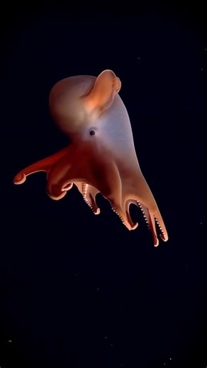 The Dumbo Octopus Survives 7,000 Meters Deep — Here's How #shorts #mythvsfacts #oceanfacts
