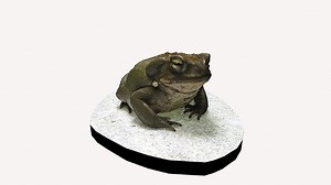 Model 16 - Colorado River Toad - Download Free 3D model by DigitalLife3D