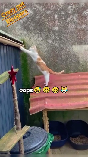 Funniest Animal Fails 😂 | Try Not To Laugh!