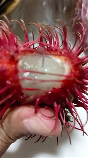 Most Alien Fruit Rambutan