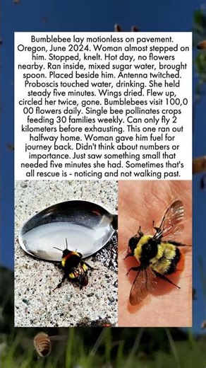 Five Minutes That Saved a Bee