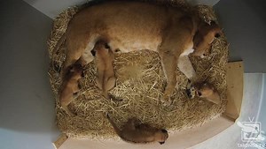 35K views · 1.8K reactions | For the first time in 18 years, Taronga Zoo Sydney has welcomed the birth of 5 African Lion cubs! Access a 24/7 live stream and watch the cubs grow by donating to Taronga's conservation work 女 taronga.org.au/cubcam | NSW Government | Facebook