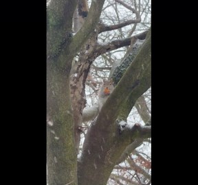 Canadian Squirrel Eating His Timbits