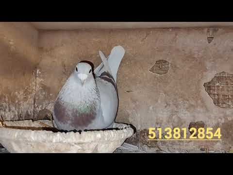 How much does a good flight program cost – how to become a champion?