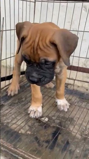 bullmastiff male puppy for sale #bullmastiffpuppy #sourabhkennel #puppy #youtube #bullmastiffs