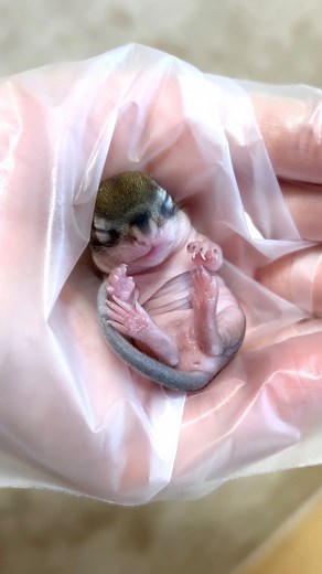シマリスのしまとあめ on Instagram: "＊baby chipmunk A baby born in our home. On May 2, 2024, Hana the chipmunk gave birth to five babies. I'm updating the record of their growth. @shima.ame_22 2ヶ月前のベビーず👶 (2024/5/17 生後15日目) 男の子だから クリームくんか ざらめくん 毎日、見るたびに成長してて、 いつのまにか大きくなってたので 毎日投稿してても 間に合わなくなったベビー期👶 たくさんの愛おしい瞬間、 はらはらドキドキの瞬間🥺 今の姿ももちろん、 たまにこうして振り返りながら また更新していこうと思います🐿️☺️ @shima.ame_22 #シマリス出産 #しまはなベビー #シマリスベビー"