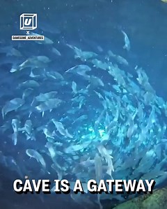 514K views · 2.8K reactions | Florida sits on a huge slab of limestone that creates both freshwater springs and underwater caves, exploring them can be a magical experience ✨ | UNILAD | Facebook