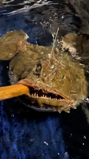 Some scary stuff down there! 🐟 | Furry Tails