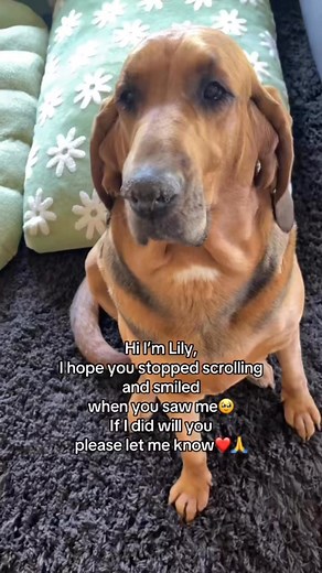 Lily the bloodhound just wants everyone to smile. #bloodhound #beautifuldog #hound #dog | Thebloodhoundlife1