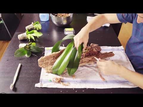 DIY - Orchid Mounting on Wood Without Wire (Phalaenopsis - Moth Orchid)
