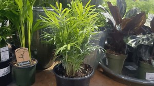 Brighten up your winter with tropical plants