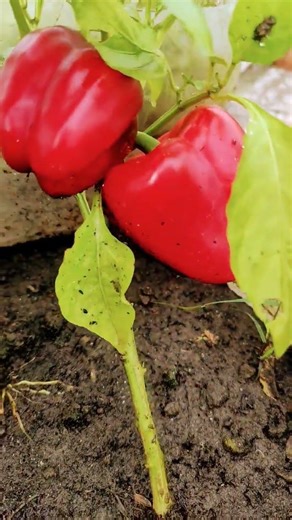 paprika red bell peper@kebunkudiatasrumah