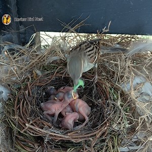 374K views · 5.9K reactions | EP19. Old World sparrows Bird There are crickets and grasshoppers for her children to eat. | Review Bird Nest | Facebook