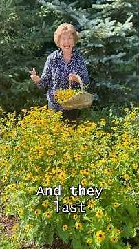 Picking Russian Sage And Brown Eyed Susans