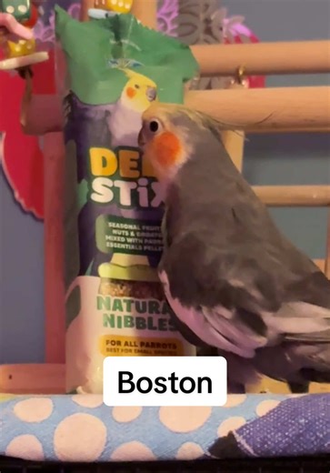 Boston Tries Deli Stix Natural Nibbles from Vetafarm