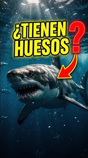 El secreto del cuerpo del tiburón 🦈